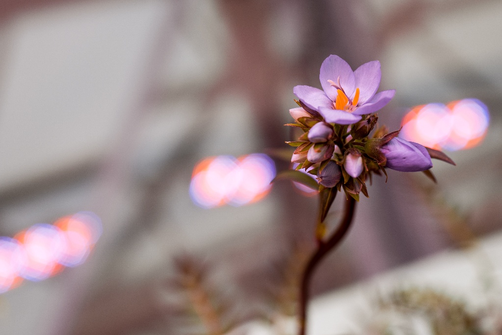 Florarium