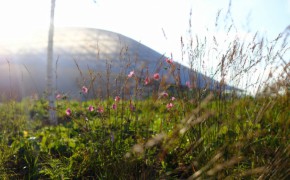 Zaryadye Meadows are Blooming