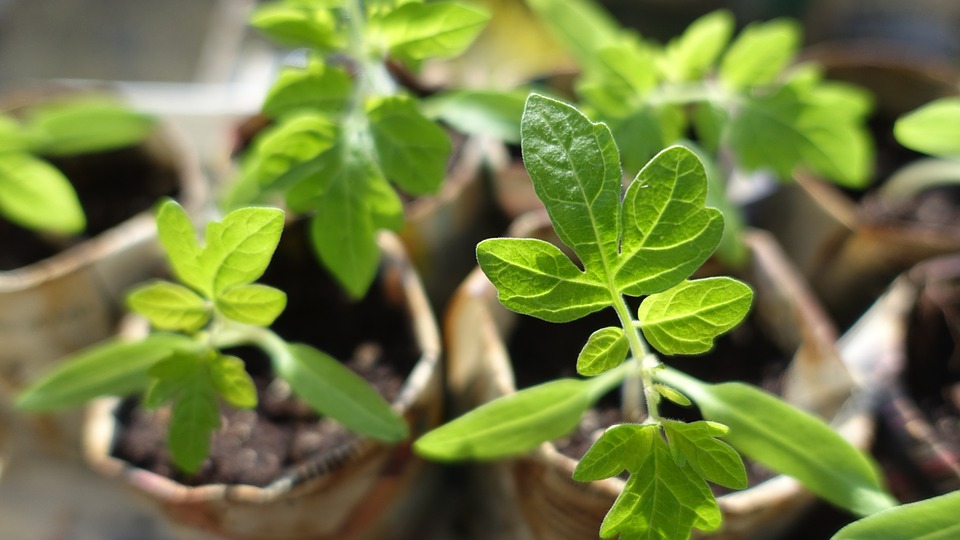 plant-999375_960_720.jpg