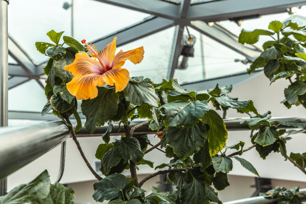 452A8642 — копия.JPG