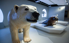 A journey to the Arctic