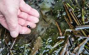 Царевны-лягушки и другая живность