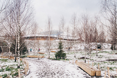 Кружево ветвей