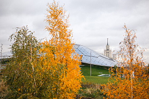 Стеклянная кора